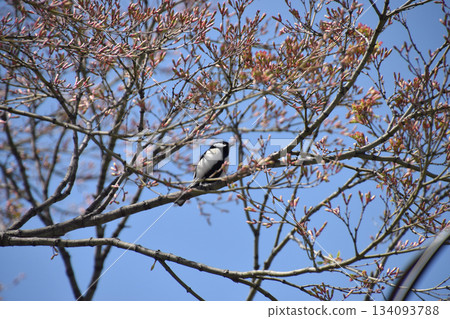 A wild bird / A great tit perched on the branch of a mountain cherry tree that has just begun to bud (telephoto zoom shot) A wild bird / A great tit perched on the branch of a mountain cherry tree that has just begun to bud (telephoto zoom shot) 134093788