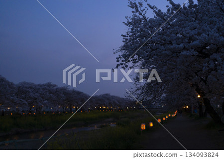 Illuminated cherry blossoms at night Illuminated cherry blossoms at night 134093824