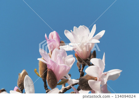 Kobushi花 134094024