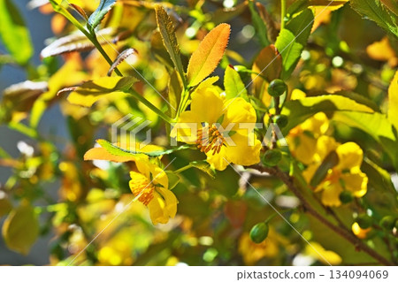 黃色米老鼠樹花（春季，四月） 134094069