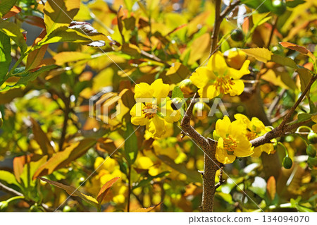 Yellow Mickey Mouse tree flowers (spring, April) Yellow Mickey Mouse tree flowers (spring, April) 134094070