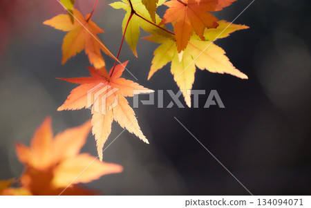 Dark background. Maple leaves that shine brightly in the sunlight. Dark background. Maple leaves that shine brightly in the sunlight. 134094071