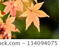 Maple leaves turning orange against a dim green background Maple leaves turning orange against a dim green background 134094075
