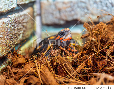 紅烏龜 紅烏龜 134094215