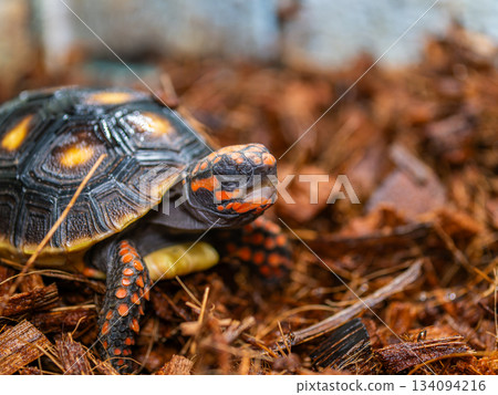 紅烏龜 紅烏龜 134094216