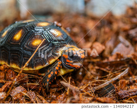 紅烏龜 134094217