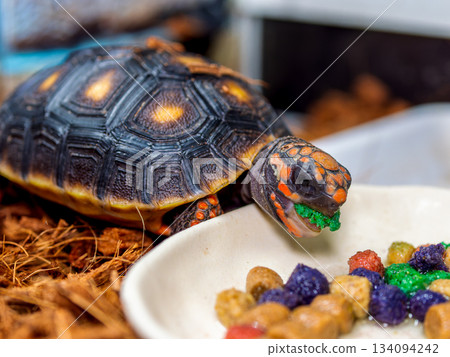 Red turtle 134094242