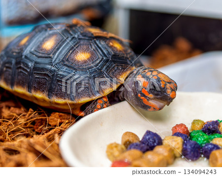 Red turtle 134094243