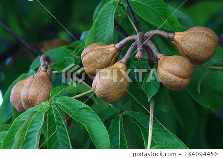 Toch nuts Toch nuts 134094456