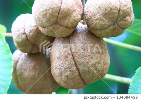 Toch堅果 134094459