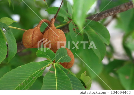 Toch nuts 134094463