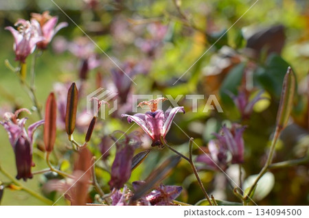 秋日花園裡盛開的小杜鵑花 134094500