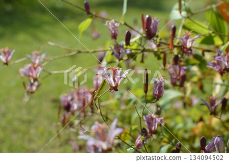 秋日花園裡盛開的小杜鵑花 134094502