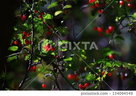 Bulbul Bulbul 134094549