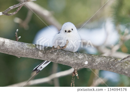 Long-tailed Tit, Hokkaido 134094576