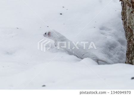 北海道的北方鼬 134094970