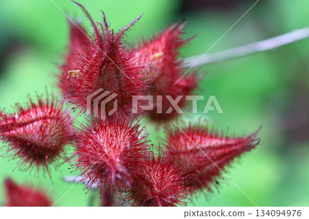 Egiga strawberry Egiga strawberry 134094976