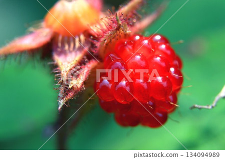 Egiga草莓 Egiga草莓 134094989