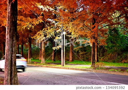 太陽丘水杉大道：秋葉斑斕的水杉大道 134095392