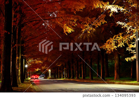 Taiyogaoka Metasequoia Avenue: Metasequoia Avenue with autumn leaves 134095393