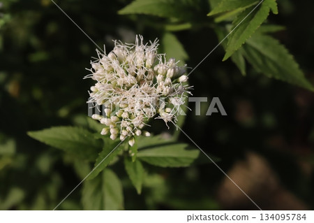 Small white Eupatorium flowers blooming in an autumn park Small white Eupatorium flowers blooming in an autumn park 134095784