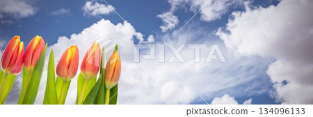 Flowers on sky background 134096133