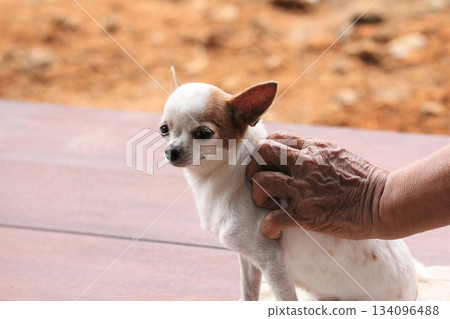 Cute chihuahua puppy on hand of old woman. Cute chihuahua puppy on hand of old woman. 134096488