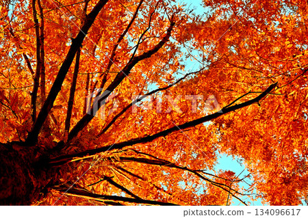 Taiyogaoka Metasequoia Avenue: Metasequoia Avenue with autumn leaves Taiyogaoka Metasequoia Avenue: Metasequoia Avenue with autumn leaves 134096617