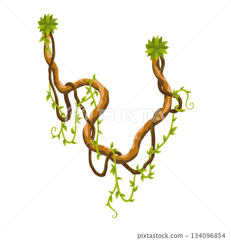 Liana branch. Twisted wild jungle vine plants. Woody natural tropical rainforest, exotic botany element. Vector design element 134096854
