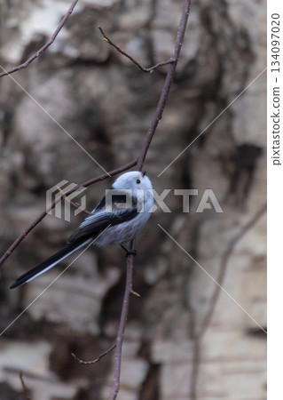 long tailed tit in natural habitat long tailed tit in natural habitat 134097020