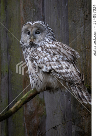 East European Ural owl East European Ural owl 134097024
