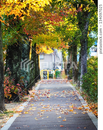 The leaves of Taiwan maple trees are starting to change color (avenue lined with camphor and maple trees in early winter) The leaves of Taiwan maple trees are starting to change color (avenue lined with camphor and maple trees in early winter) 134097025