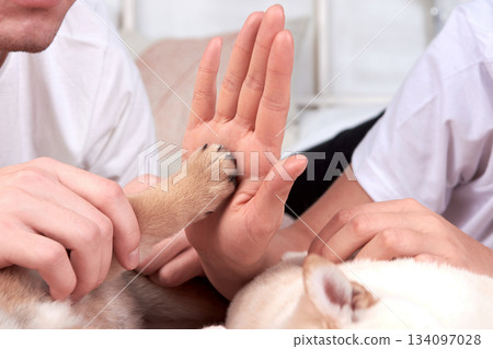 Two hands, one human and one small dog paw, touch each other gently. dog giving high fives Two hands, one human and one small dog paw, touch each other gently. dog giving high fives 134097028