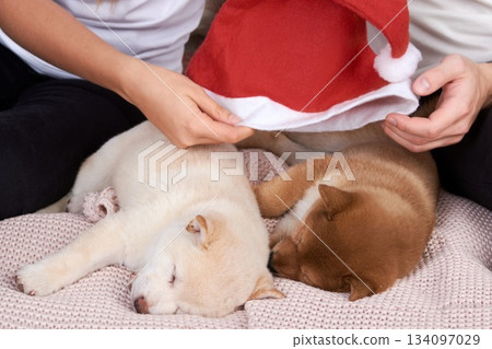 young couple on the bed in the bedroom are playing with two shiba inu puppies and putting Santa Claus hat on them, dressing up a Christmas dog young couple on the bed in the bedroom are playing with two shiba inu puppies and putting Santa Claus hat on them, dressing up a Christmas dog 134097029