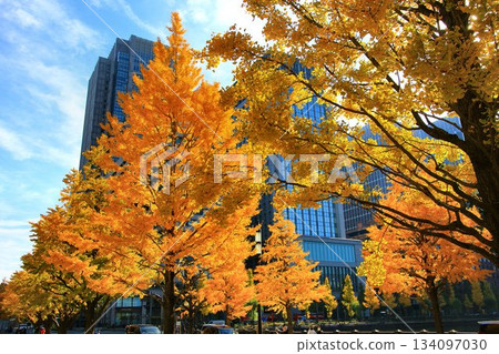 Ginkgo trees lined with autumn leaves at their peak... Gyoko-dori Ginkgo trees lined with autumn leaves at their peak... Gyoko-dori 134097030