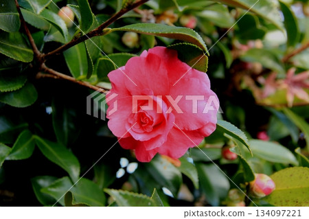 冷的外傾紅色花 134097221
