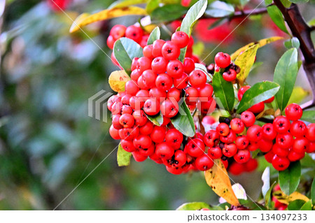 Pilacansa的紅色水果 Pilacansa的紅色水果 134097233