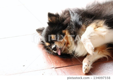 Funny chihuahua dog lying on the floor with tongue out 134097338