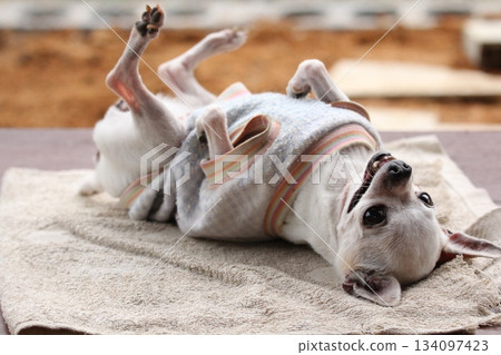 Little chihuahua puppy sleeping on the bed in the house 134097423