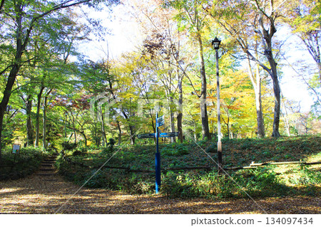 Autumn leaves of Inokashira Park Autumn leaves of Inokashira Park 134097434
