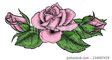 Rose Flower Woodcut Engraved Etching Illustration Rose Flower Woodcut Engraved Etching Illustration 134097479