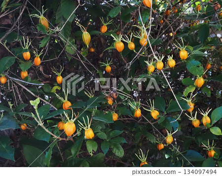 許多黃色的梔子花果實（岩生寺梔子花） 134097494