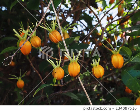 Neatly lined orange gardenia fruits (Ganseiji Temple gardenia) 134097516