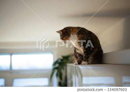 Curious fluffy calico cat sitting on kitchen cabinet under ceiling and looking outside window. Curious fluffy calico cat sitting on kitchen cabinet under ceiling and looking outside window. 134097603