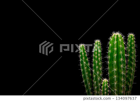 黑色背景上的仙人掌圖案 134097637