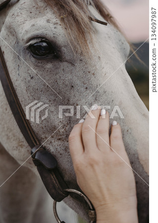 Person touches a grey horses face at sunset in a rural setting 134097987