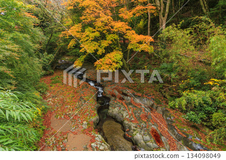 Kawazu Nanataki Falls, the best time to see autumn leaves Kawazu Nanataki Falls, the best time to see autumn leaves 134098049