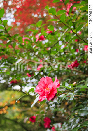 河津七瀧瀑布,秋季賞楓的最佳時節 河津七瀧瀑布,秋季賞楓的最佳時節 134098103