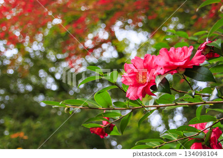 河津七瀧瀑布，秋季賞楓的最佳時節 134098104