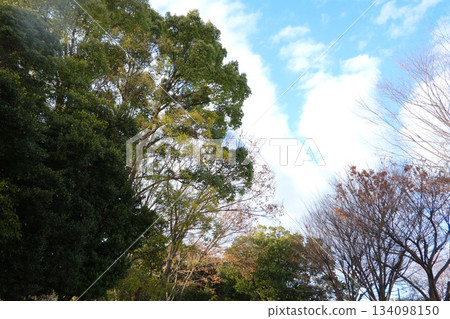 冬日的樹木伸向天空,白雲朵朵。 冬日的樹木伸向天空,白雲朵朵。 134098150
